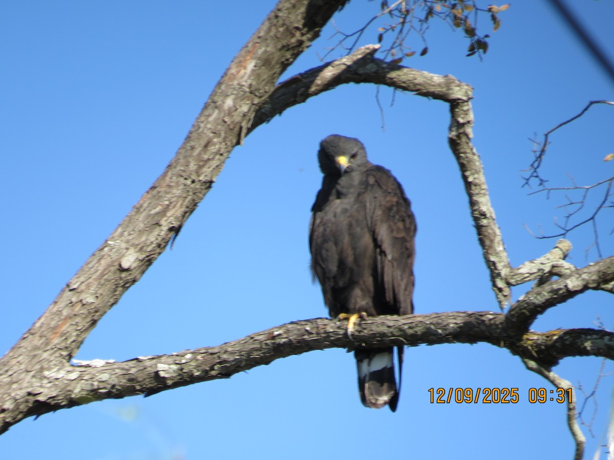 Zone-tailed Hawk - ML646747169