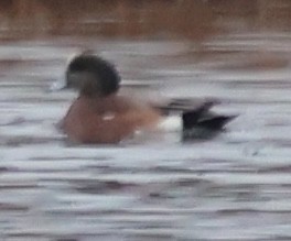 American Wigeon - ML646747172