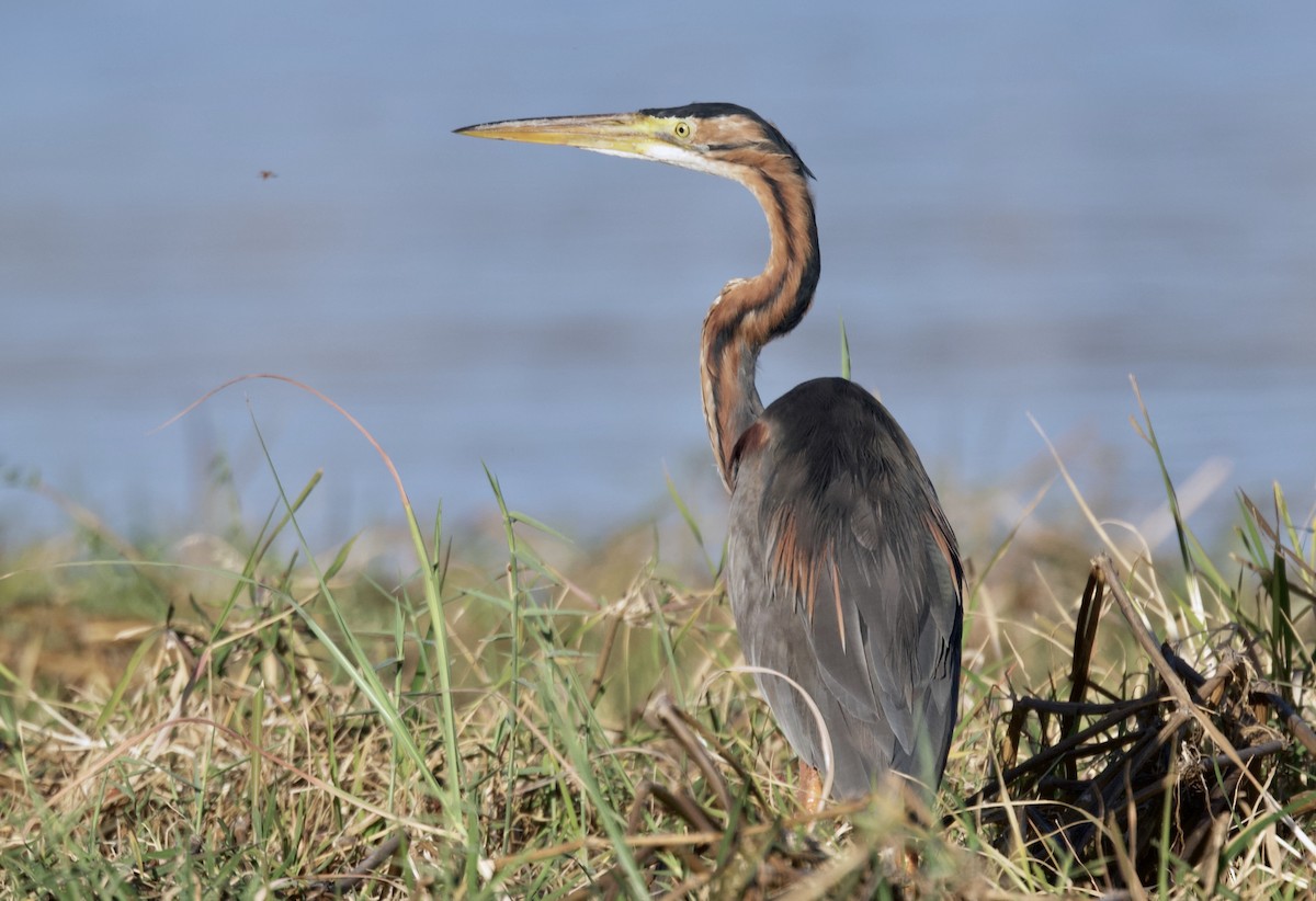 Purple Heron (Purple) - ML646747173