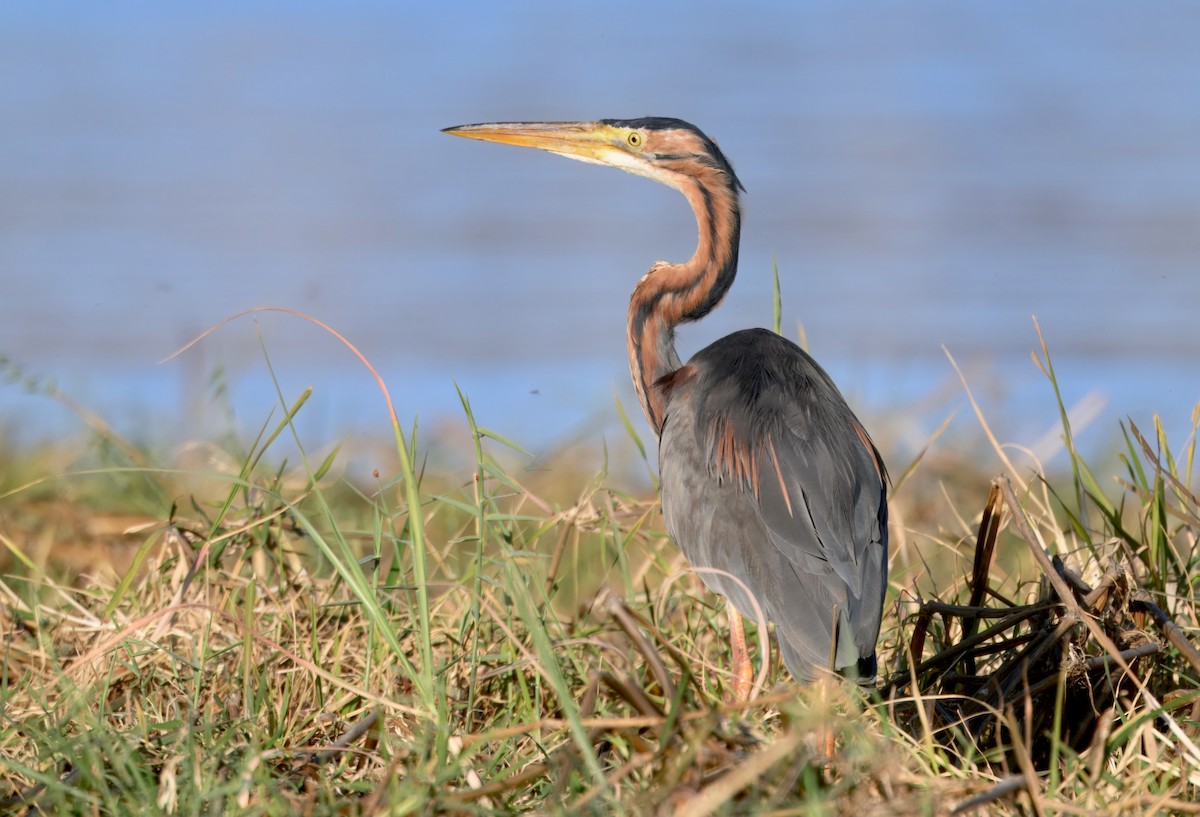 Purple Heron (Purple) - ML646747174