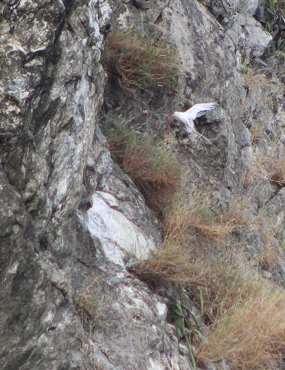 Red-billed Tropicbird - ML646747178