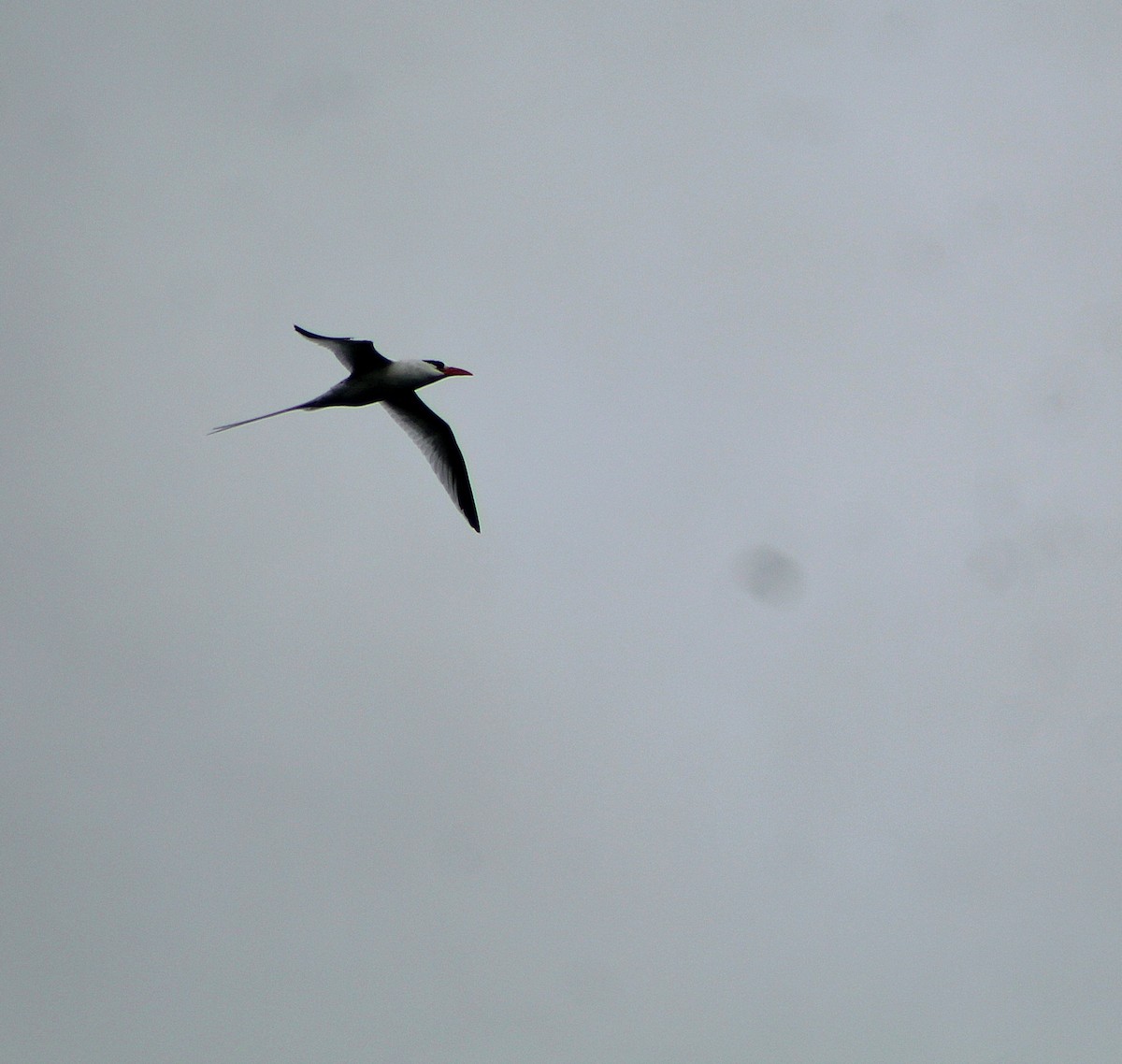 Red-billed Tropicbird - ML646747179