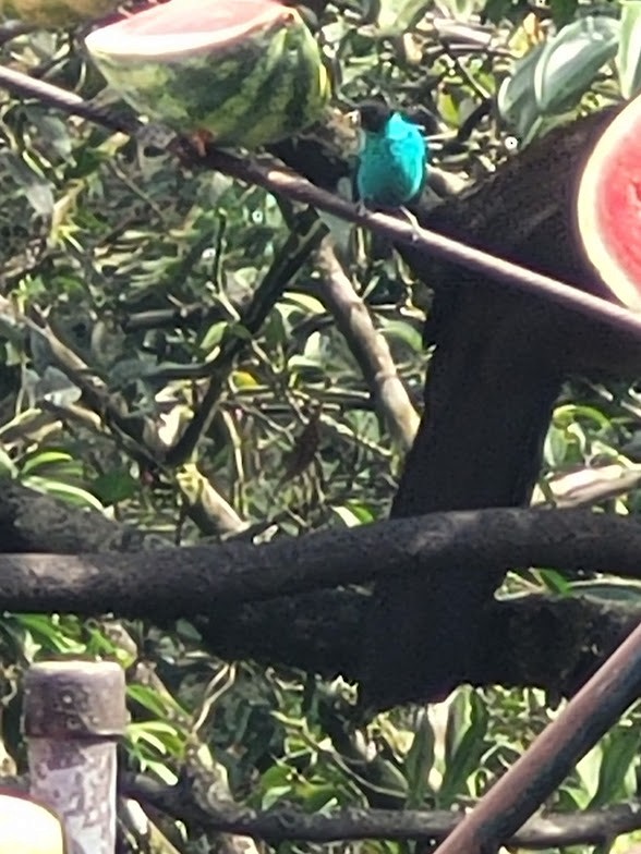 Green Honeycreeper - ML646747180