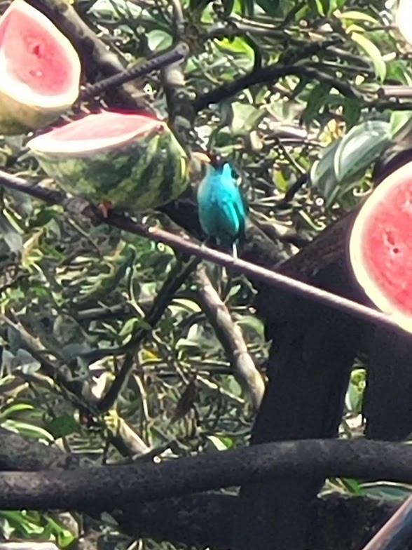 Green Honeycreeper - ML646747181