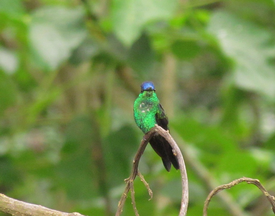 Violet-capped Woodnymph - ML646747182