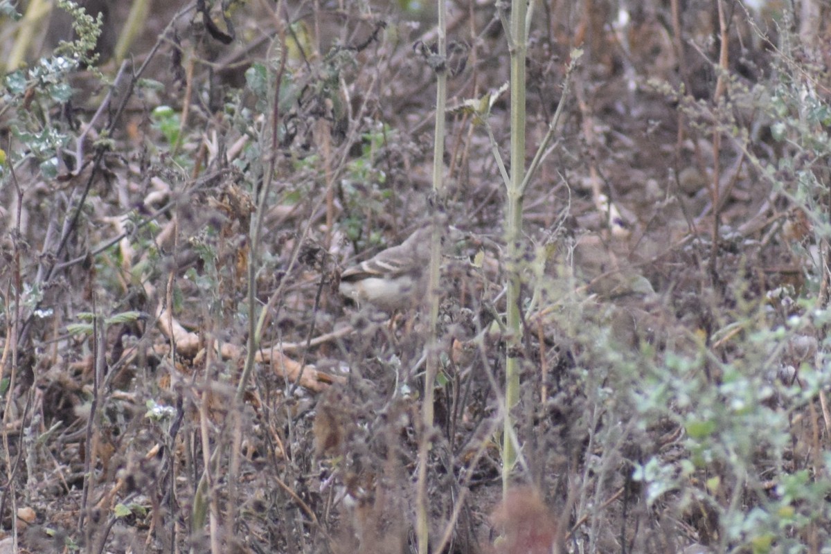 Short-tailed Field Tyrant - ML646747183