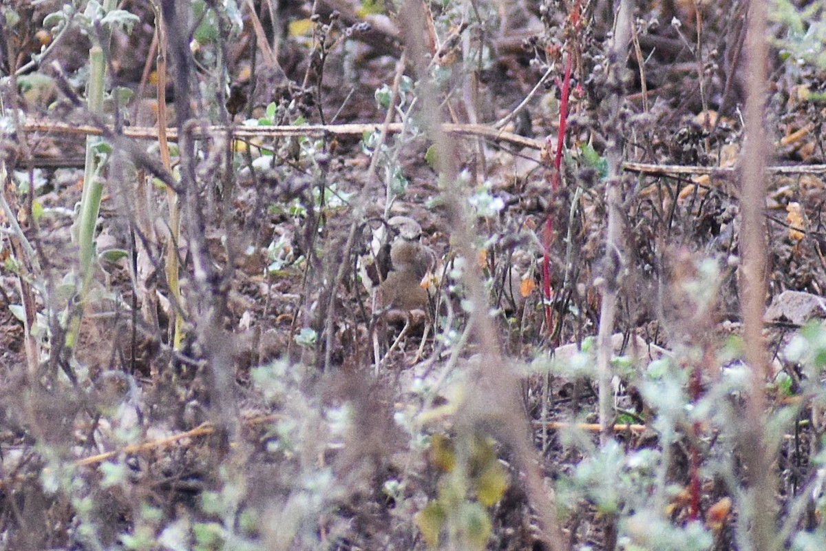 Short-tailed Field Tyrant - ML646747184