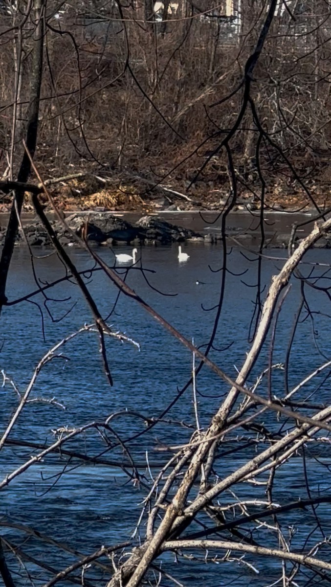 Mute Swan - ML646747185