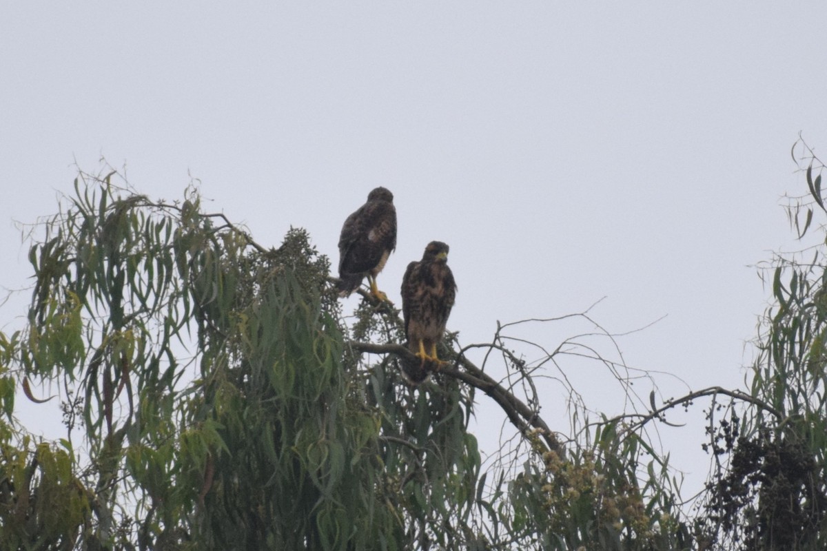 Harris's Hawk (Harris's) - ML646747188