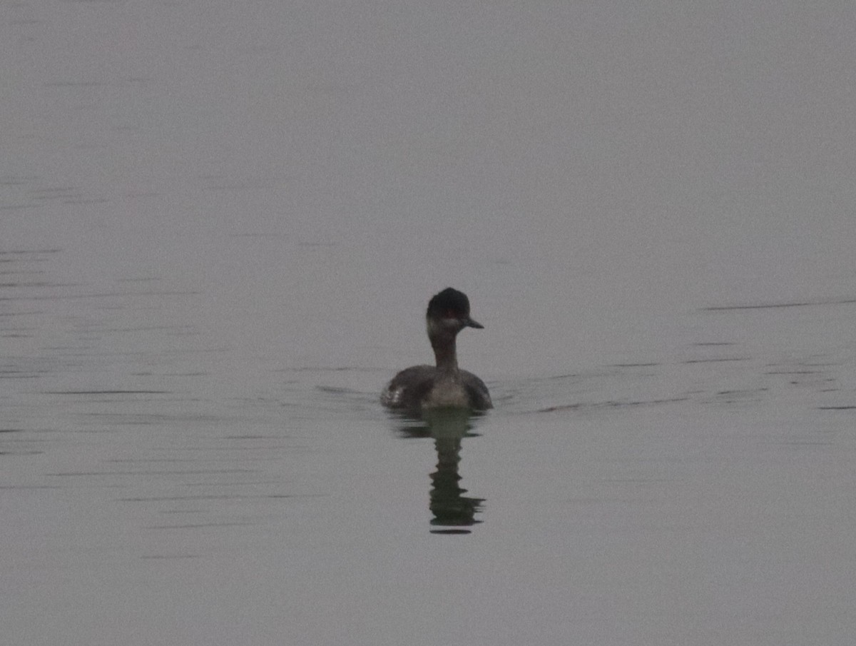 Eared Grebe - ML646747189