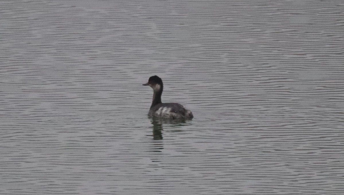 Eared Grebe - ML646747190