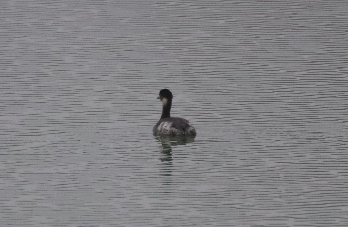 Eared Grebe - ML646747191