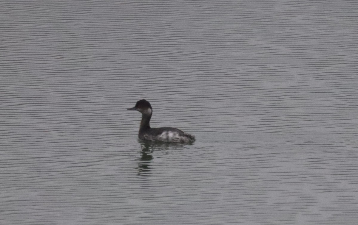 Eared Grebe - ML646747192