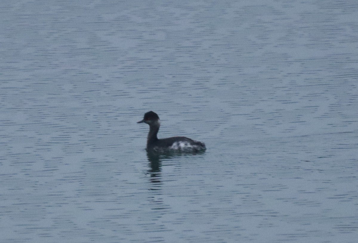 Eared Grebe - ML646747193