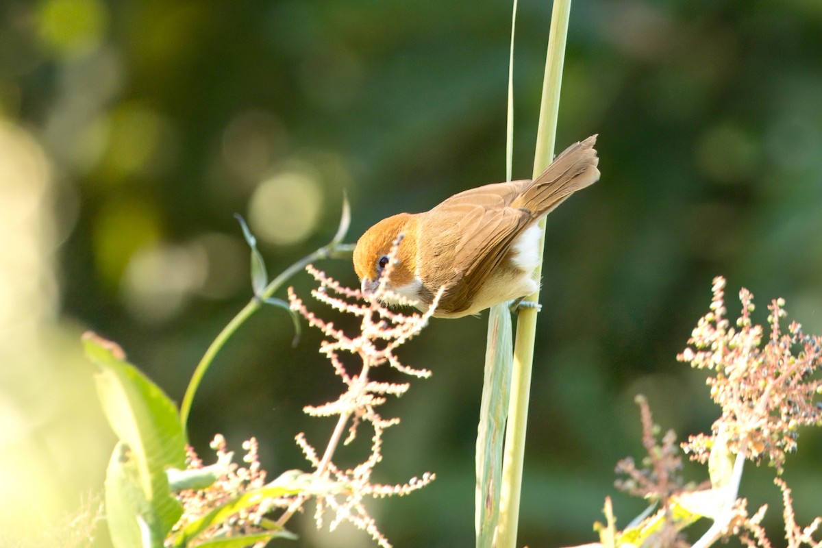 White-breasted Parrotbill - ML646747195