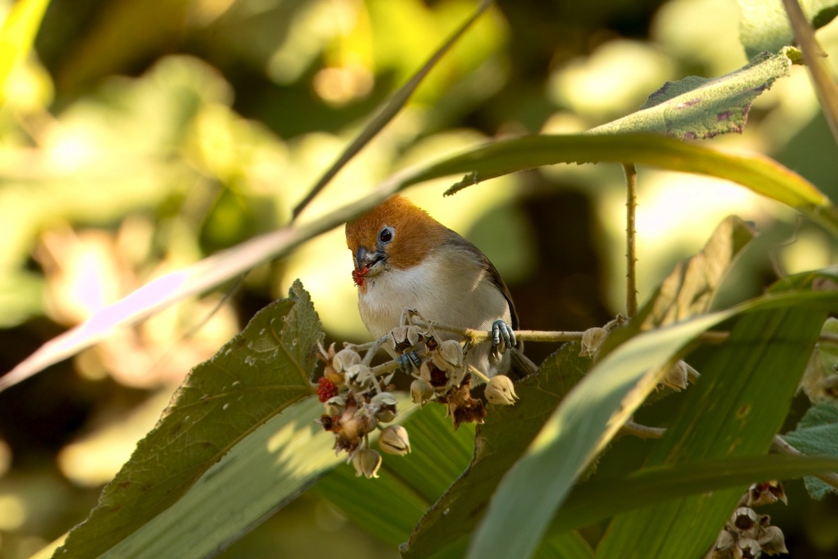 White-breasted Parrotbill - ML646747201