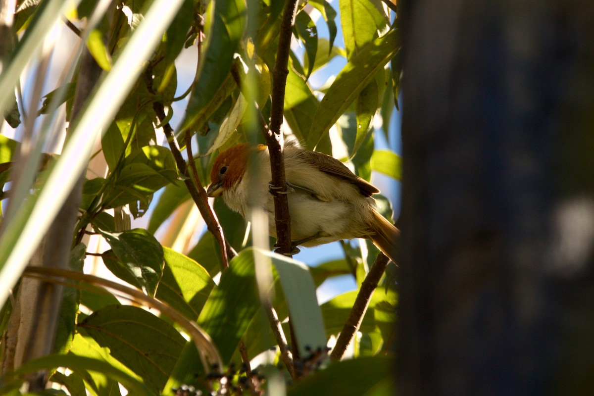 White-breasted Parrotbill - ML646747202