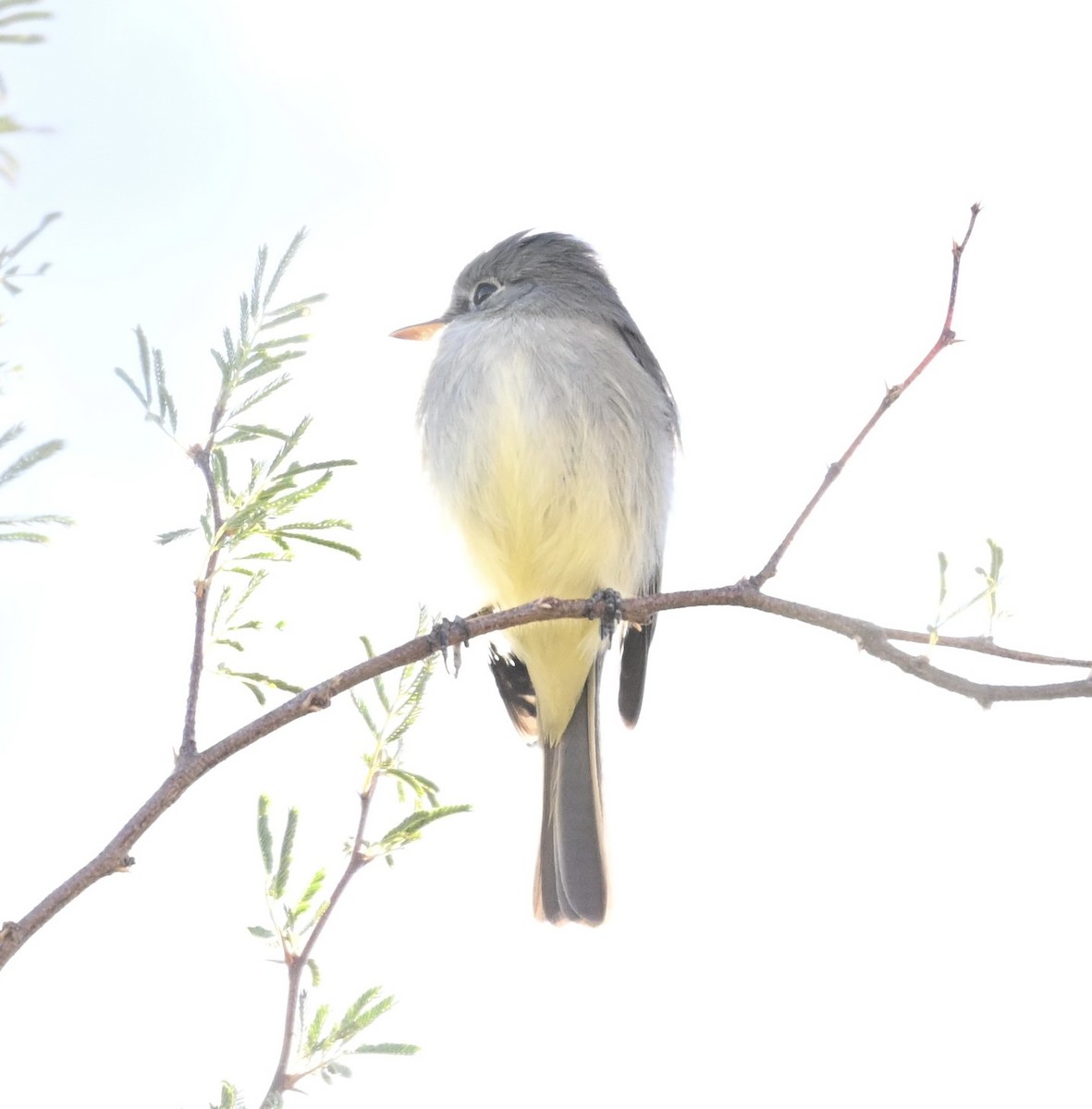 Gray Flycatcher - ML646747203