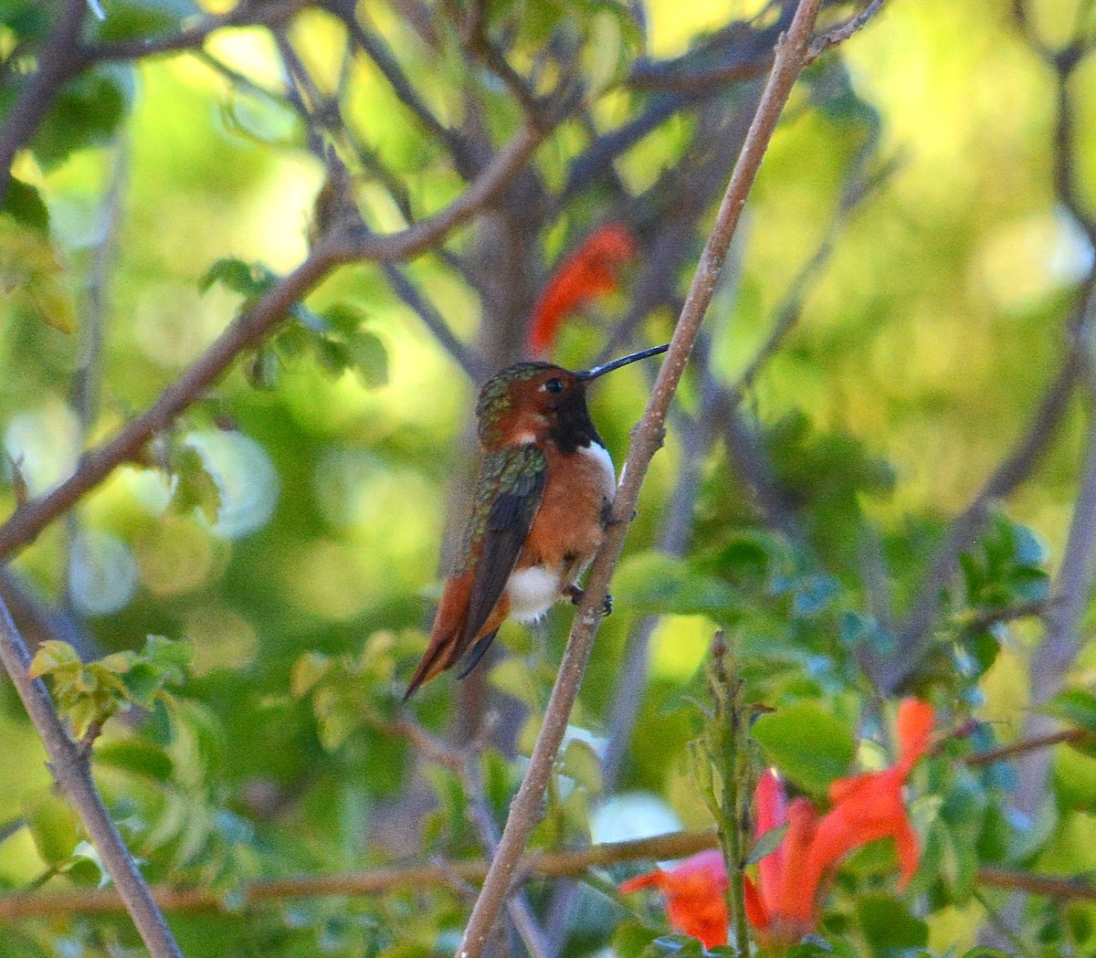 kalypta Allenova - ML646747204