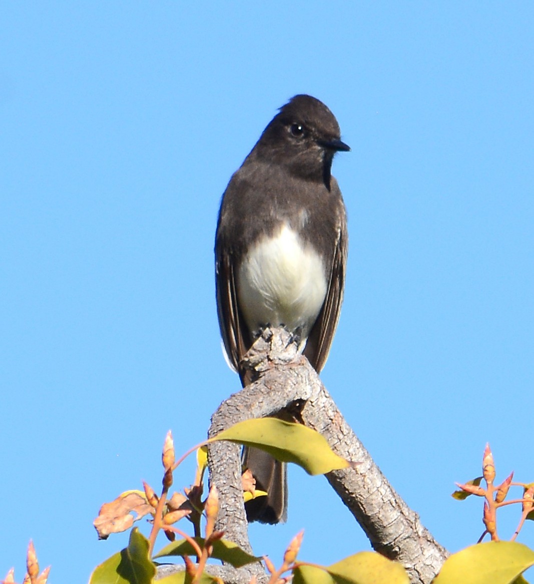 Black Phoebe - ML646747208