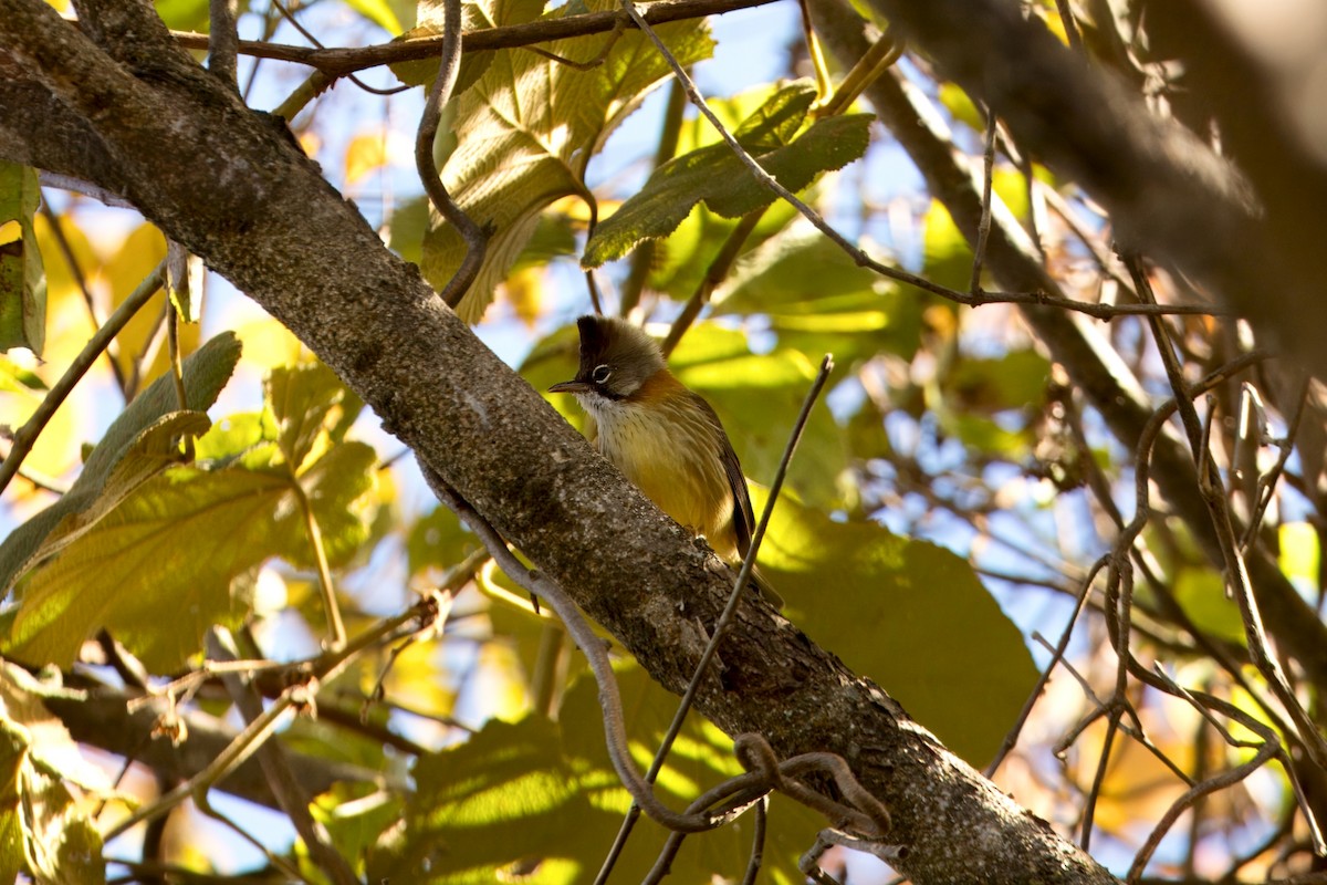 Whiskered Yuhina - ML646747210