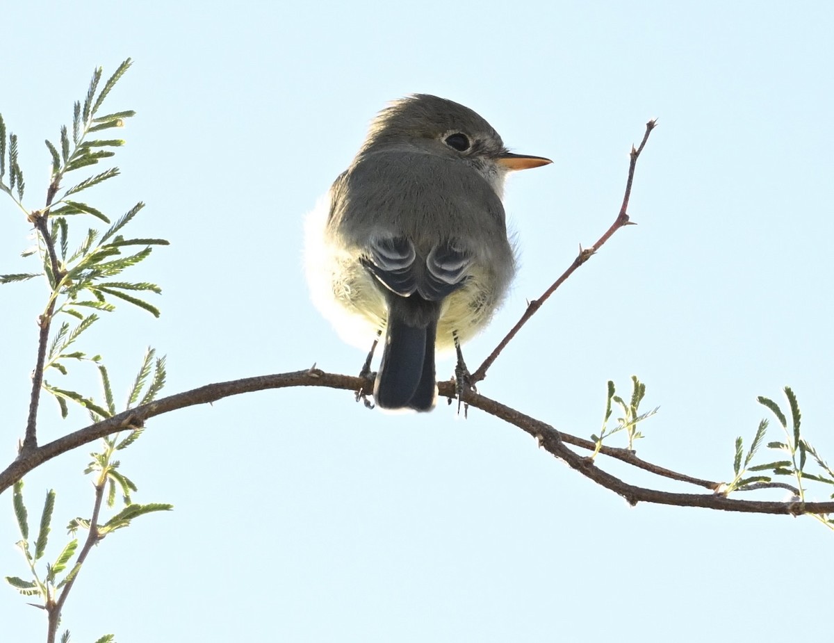 Gray Flycatcher - ML646747211