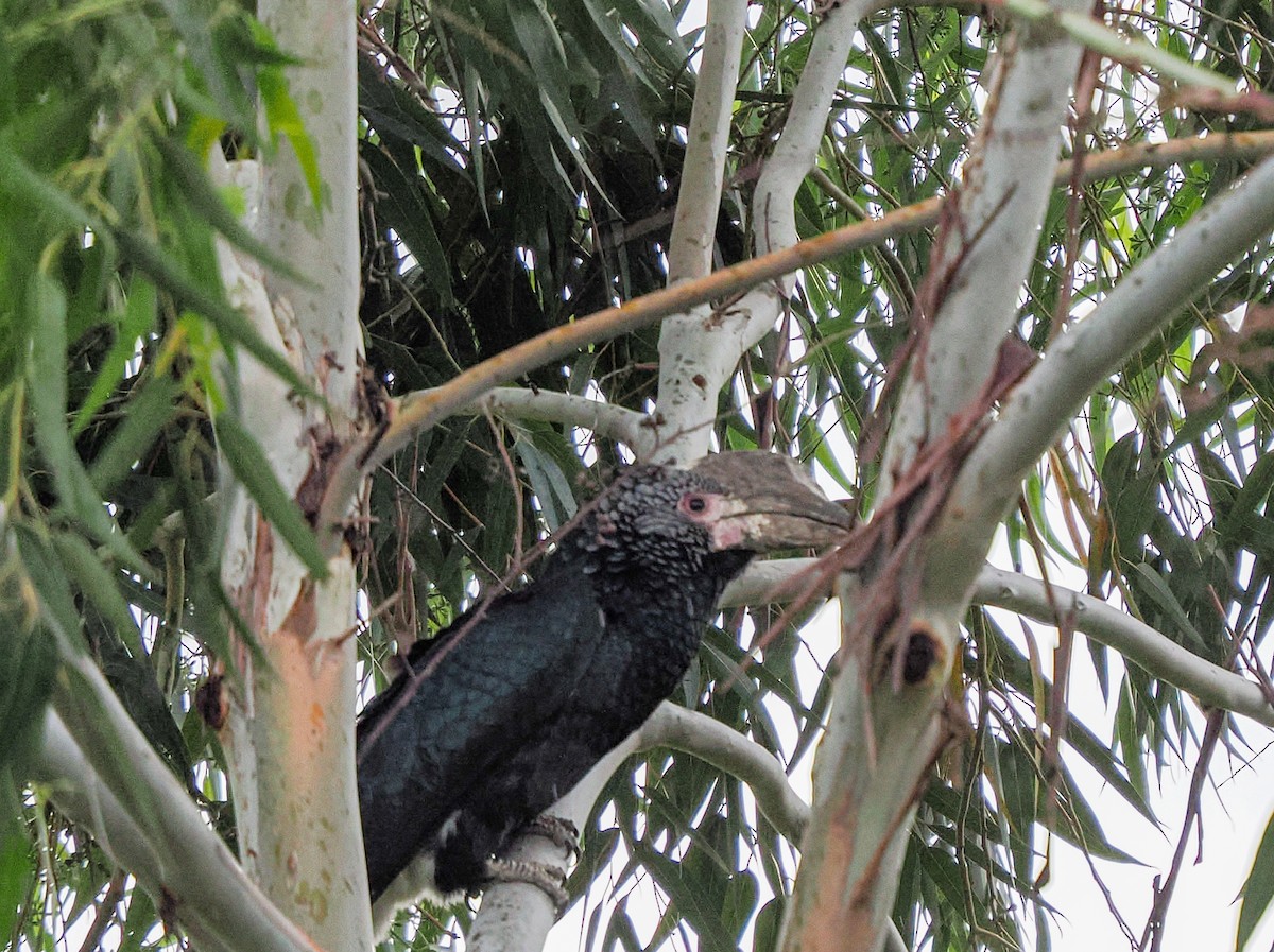 Silvery-cheeked Hornbill - ML646747215