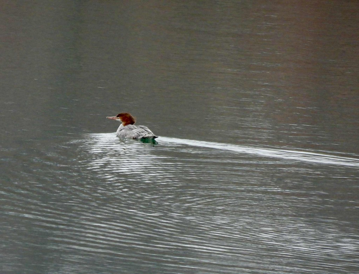 Common Merganser - ML646747218