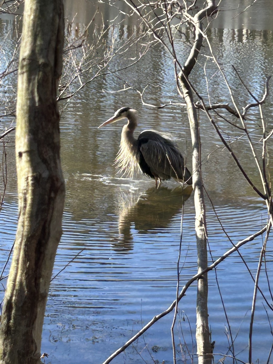 Great Blue Heron - ML646747220