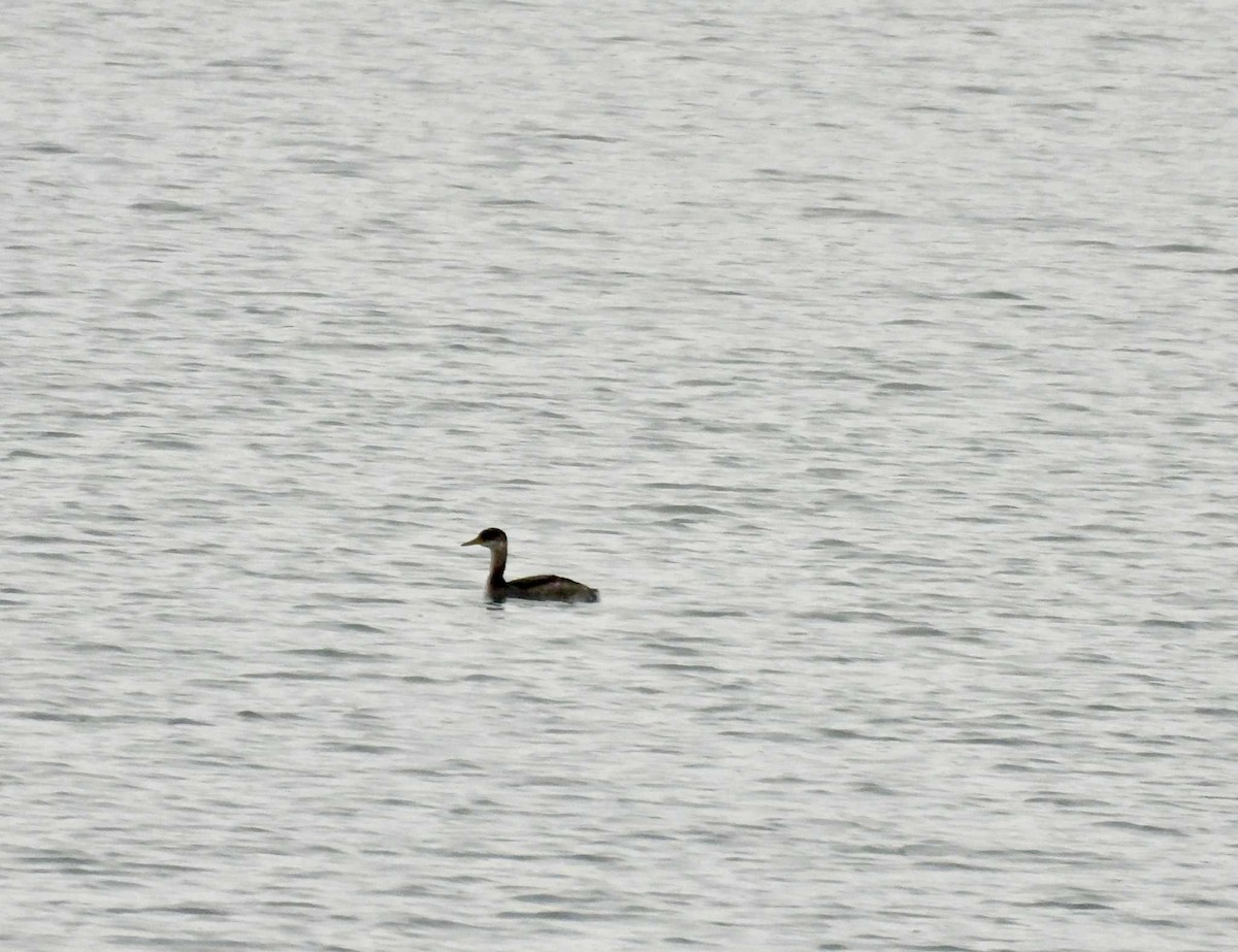 Red-necked Grebe - ML646747222