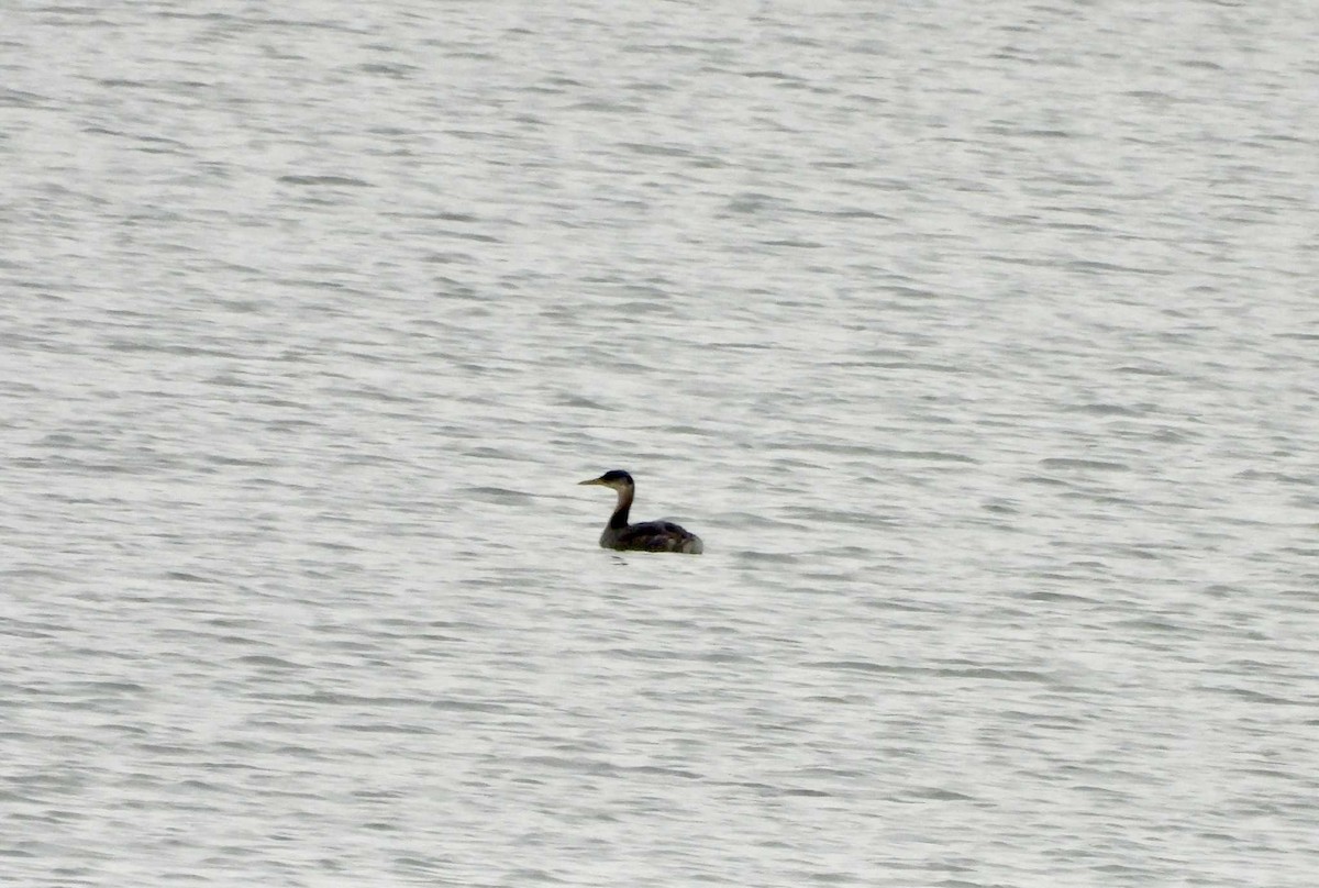 Red-necked Grebe - ML646747223