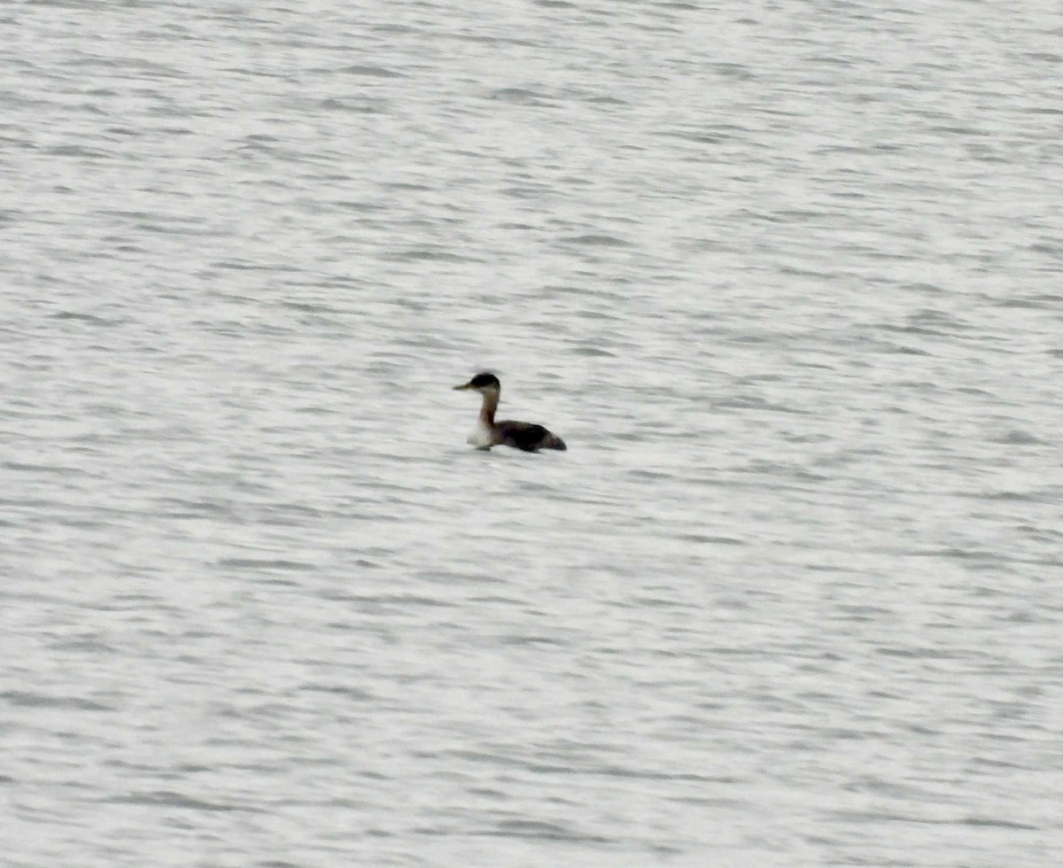 Red-necked Grebe - ML646747224