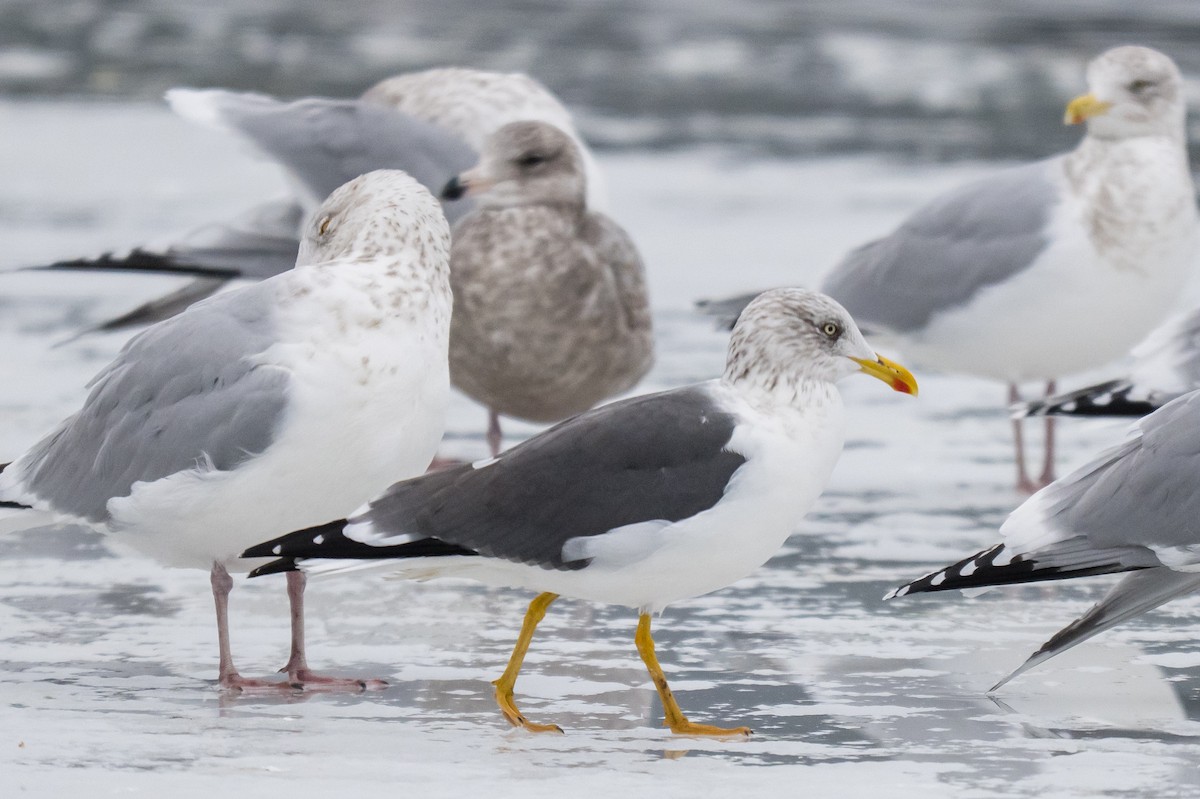 Lesser Black-backed Gull - ML646747229