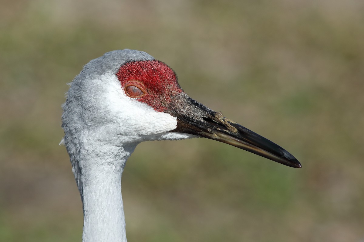 沙丘鶴 - ML646747230