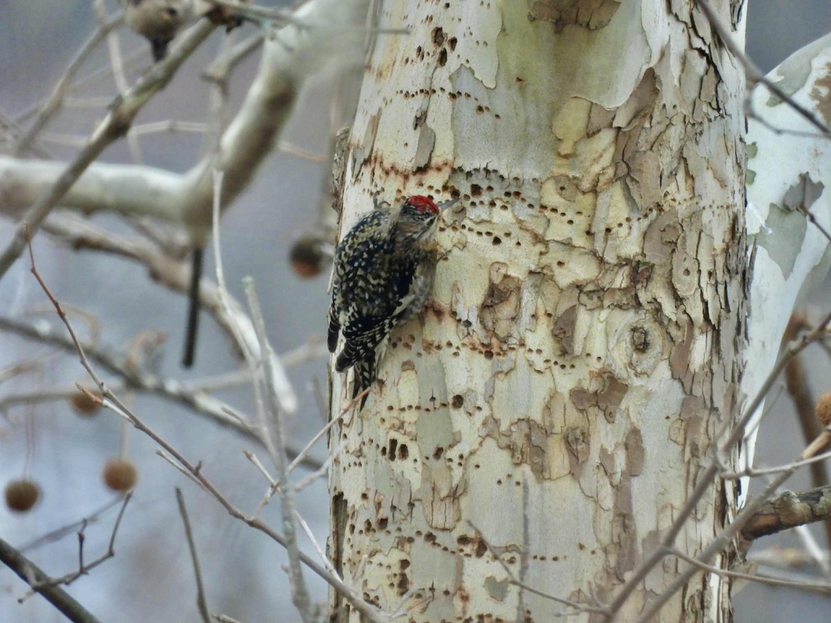 Yellow-bellied Sapsucker - ML646747231