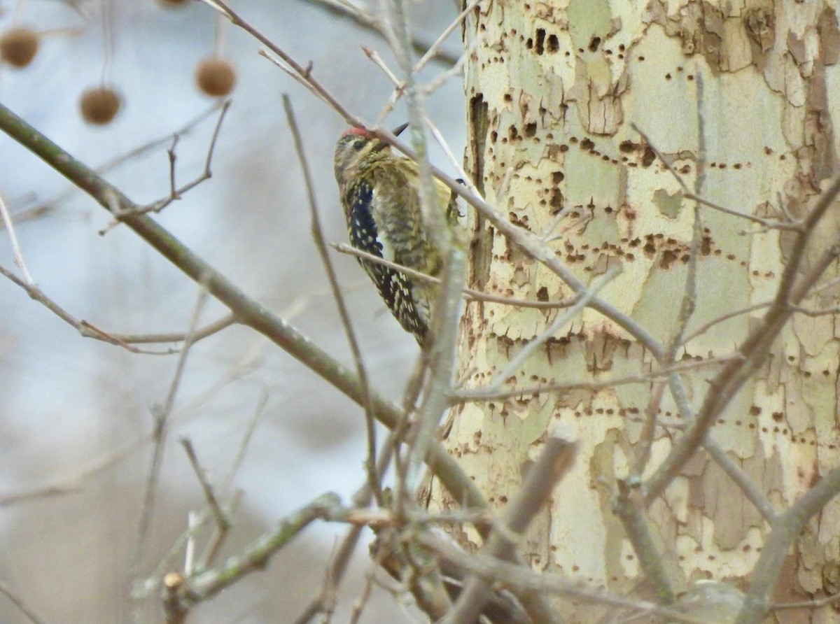 Yellow-bellied Sapsucker - ML646747232