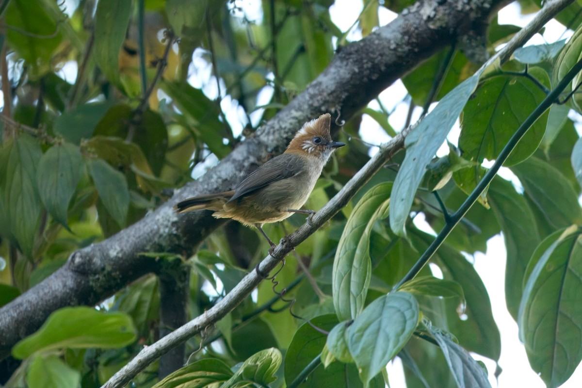 White-naped Yuhina - ML646747233
