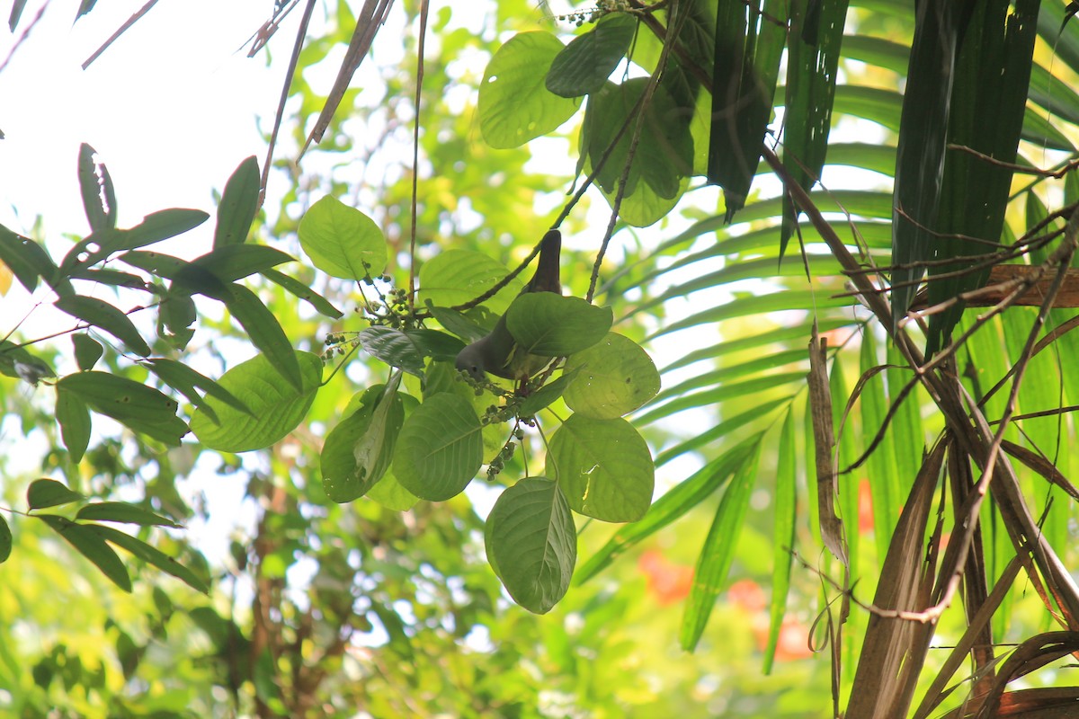Pink-necked Green-Pigeon - ML646747235