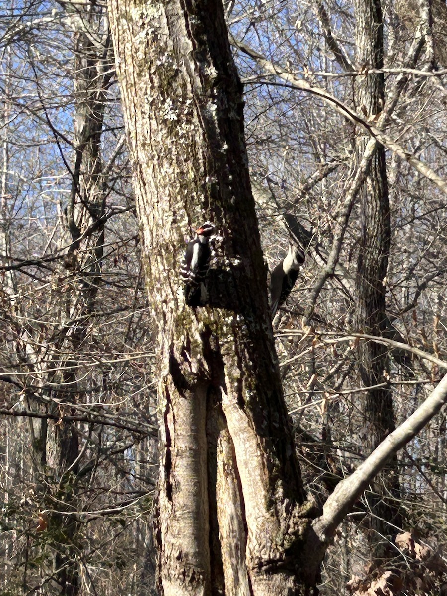 Downy Woodpecker (Eastern) - ML646747236