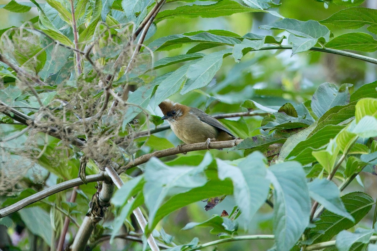 White-naped Yuhina - ML646747237