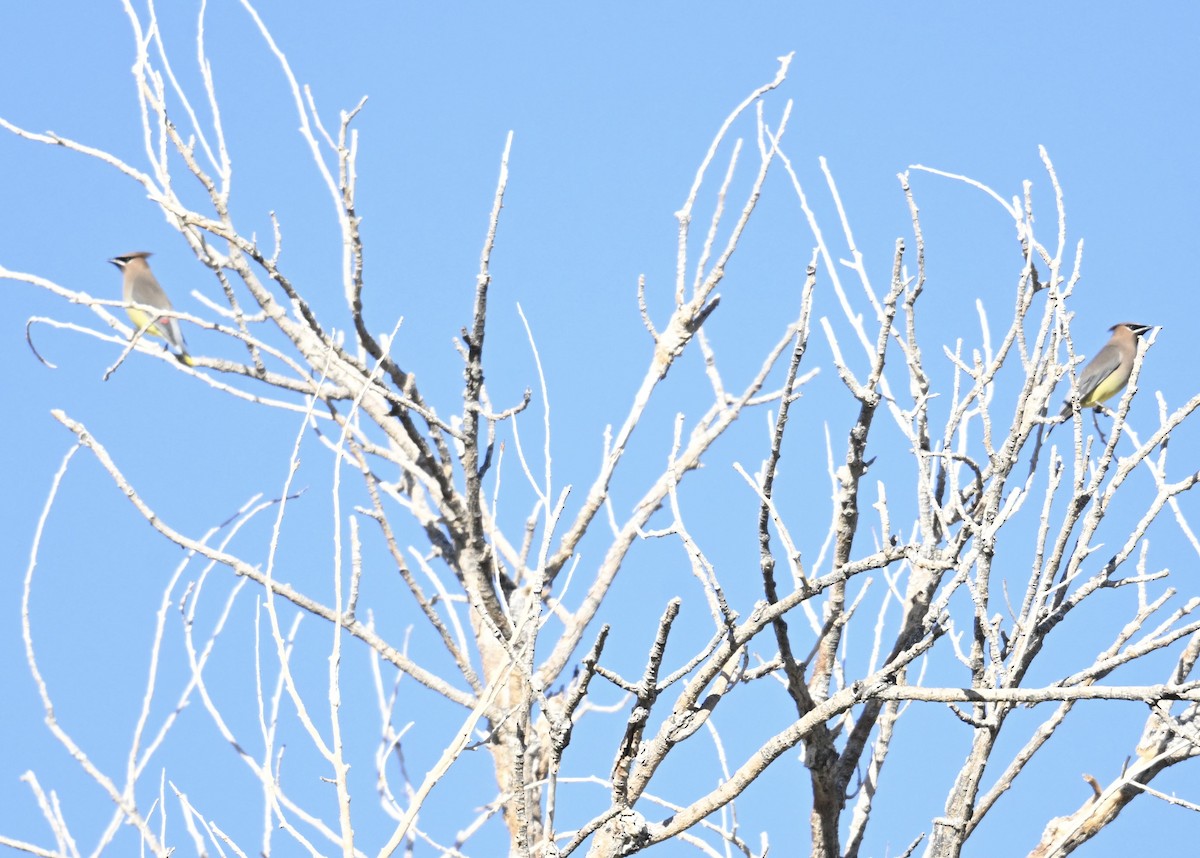 Cedar Waxwing - ML646747238