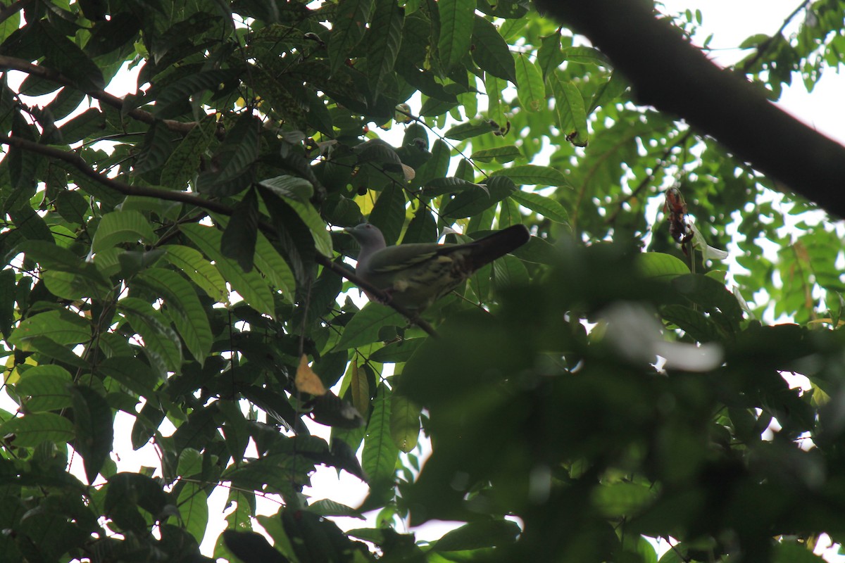 Pink-necked Green-Pigeon - ML646747239
