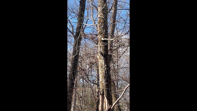 Downy Woodpecker (Eastern) - ML646747240