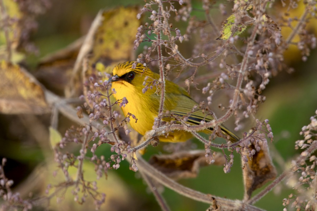 Golden Babbler - ML646747242