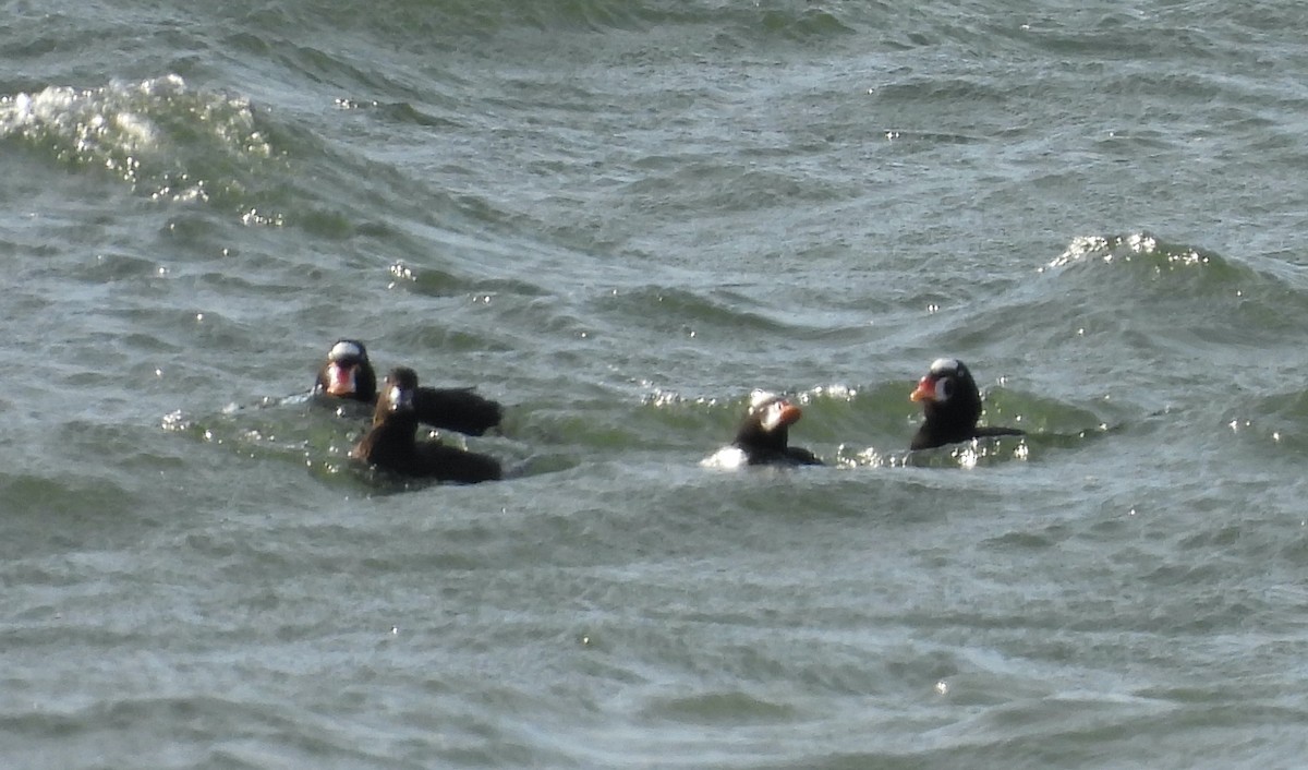Surf Scoter - ML646747243