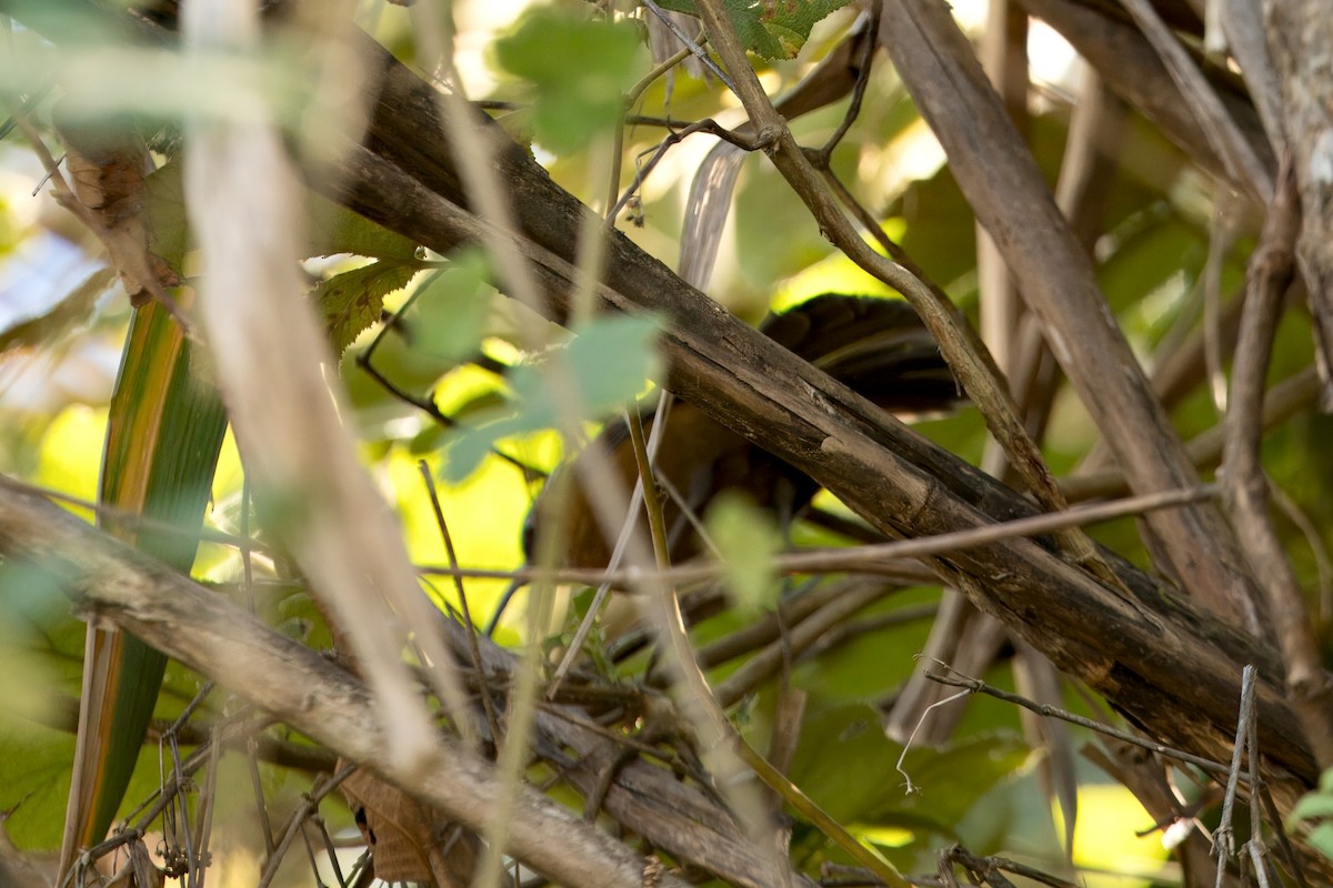 Slender-billed Scimitar-Babbler - ML646747246