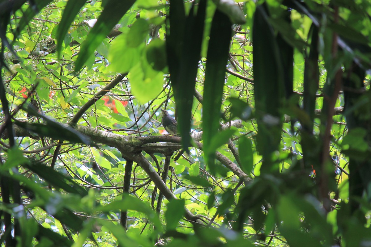 Siberian Thrush - ML646747247