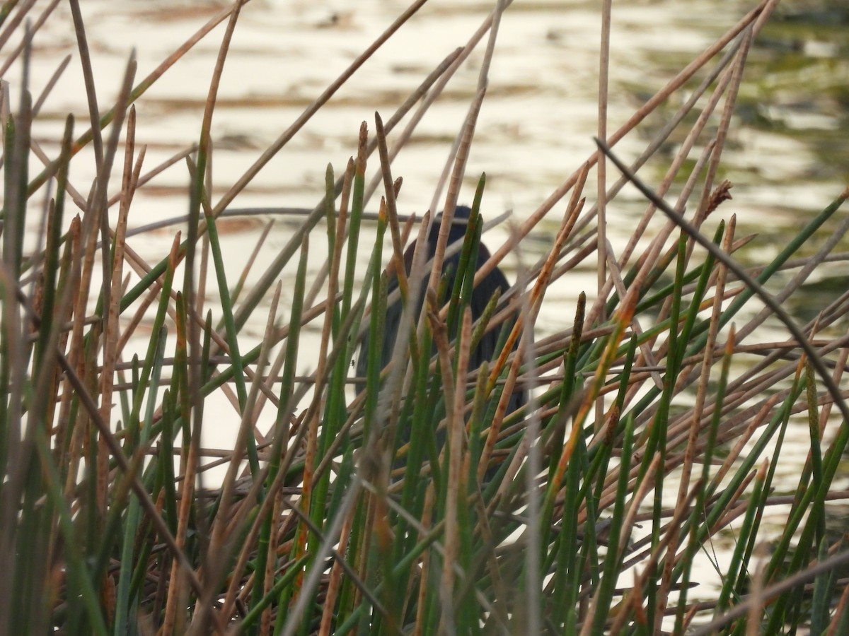 Green Heron - ML646747248