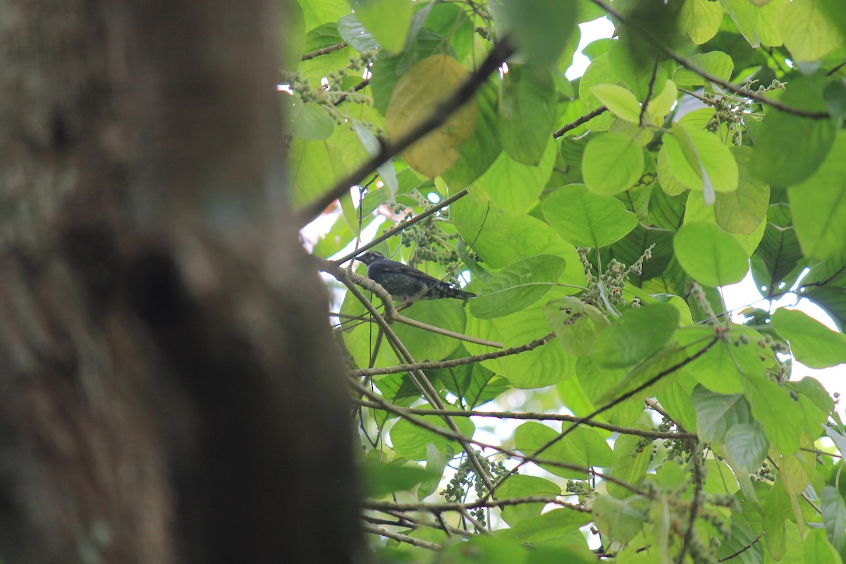 Siberian Thrush - ML646747249