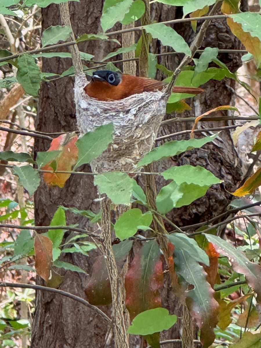 Malagasy Paradise-Flycatcher - ML646747250